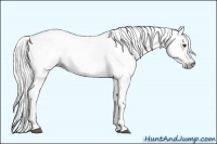 Horse Color:Gray Chestnut 