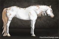 Horse Color:Chestnut Pearl Splash Frame Appaloosa 