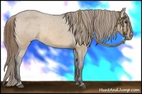 Horse Color:Buckskin Dun Varnish 