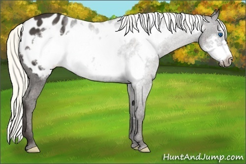 Horse Color: Liver Chestnut Mushroom Frame Blanket 