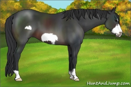 Horse Color: Brown Frame 