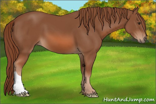 Horse Color: Liver Chestnut 