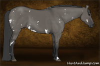 Horse Color:White Spotted Grullo