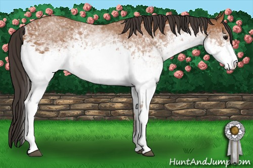 Horse Color: White Spotted Bay 