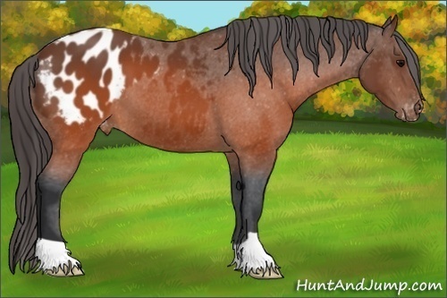 Horse Color:Brown Appaloosa