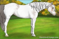 Horse Color:White Spotted Bay Appaloosa 