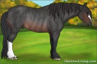 Horse Color:Brown Rabicano 