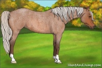 Horse Color:Silver Bay Roan