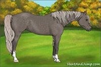 Horse Color:Silver Black Sabino 