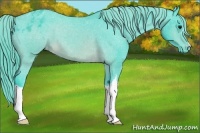 Horse Color:Watercolor Buckskin Appaloosa 