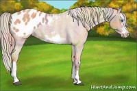 Horse Color:Nacre Palomino Roan Splash Frame Blanket Rabicano 