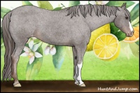 Horse Color:Liver Chestnut Varnish 