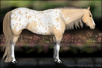 Horse Color:Buckskin Appaloosa