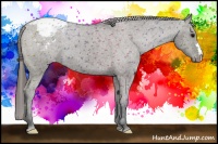 Horse Color:Grullo Snowcap 