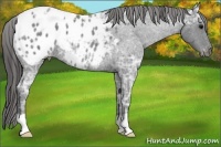 Horse Color:Blue Ice Roan Appaloosa 