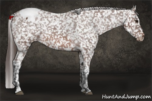 Horse Color: Bay Snowcap 