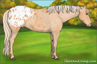 Horse Color:Chocolate Palomino Roan Appaloosa 