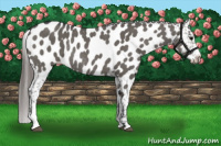 Horse Color:Grullo Near Leopard Rabicano 