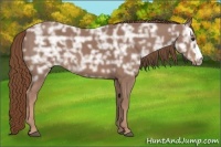 Horse Color:Chestnut Ice 