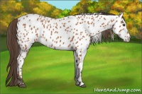 Horse Color:Bay Appaloosa