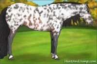 Horse Color:Brown Ice Near Leopard 