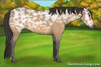 Horse Color:Buckskin Ice Roan 