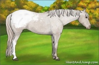 Horse Color:Chocolate Palomino Snowcap 