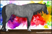 Horse Color:White Spotted Blue Roan 