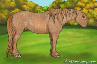 Horse Color:Red Dun Roan Splash Frame Appaloosa Brindle