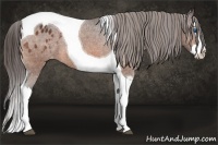 Horse Color:Bay Splash Tobiano Blanket  Brindle