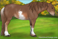 Horse Color:White Spotted Chestnut Sabino 