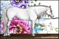 Horse Color:Silver Brown Appaloosa