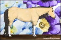 Horse Color:Buckskin 