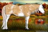 Horse Color:White Spotted Palomino Splash 