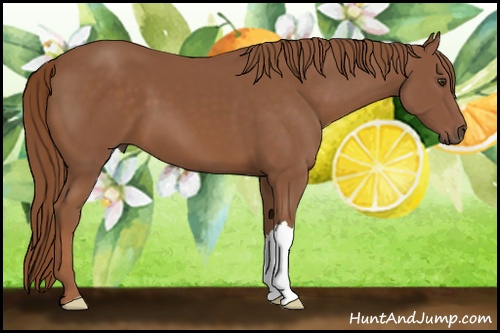 Horse Color: Chestnut 