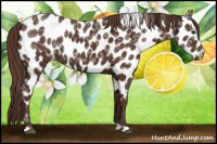 Horse Color:Liver Chestnut Ice Appaloosa 