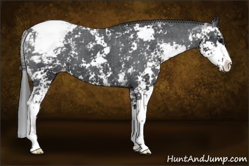 Horse Color:Black Sabino Snowcap