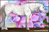 Horse Color:Bay Leopard 
