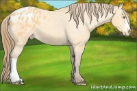 Horse Color:Amber Cream Champagne Appaloosa 