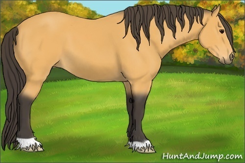 Horse Color: Buckskin 
