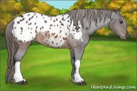 Horse Color:Brown Appaloosa