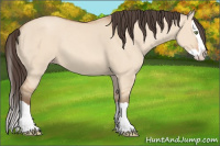 Horse Color:Amber Champagne Dun Splash 