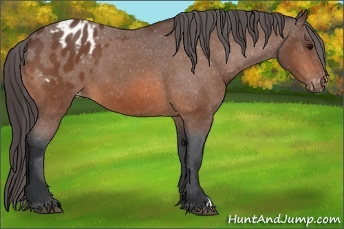 Horse Color: Bay Varnish 