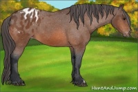 Horse Color:Bay Varnish 