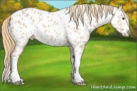 Horse Color:Red Dun Splash Appaloosa 