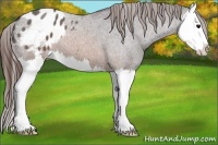 Horse Color:Buckskin Roan Splash Blanket 
