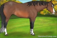 Horse Color:Bay Roan Splash