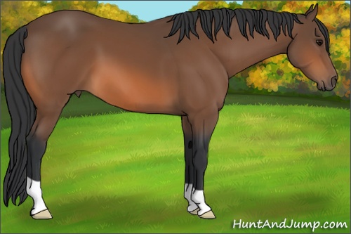 Horse Color: Bay 