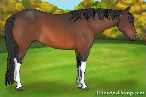 Horse Color: Bay 