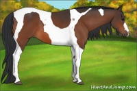 Horse Color:Bay Tobiano 